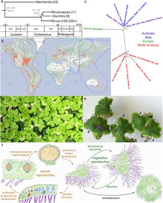 The monoicous secondarily aquatic liverwort Ricciocarpos natans as a model within the radiation of derived Marchantiopsida